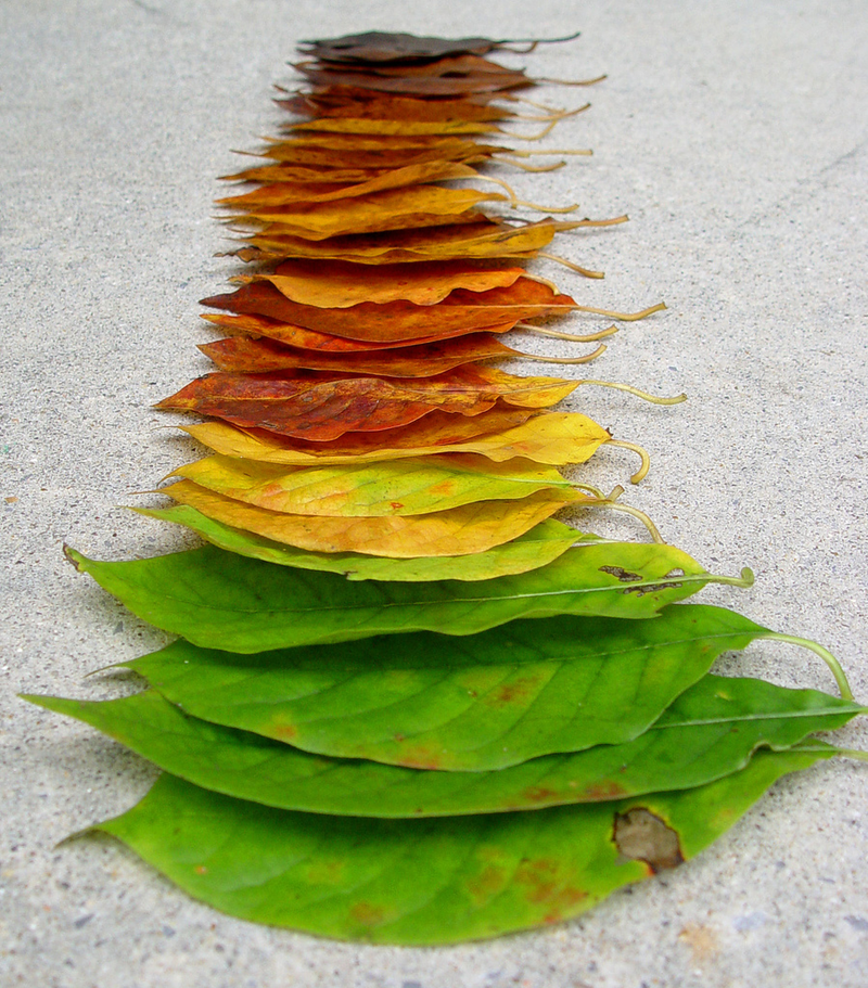 Illustration for article titled The chemicals that cause leaves to change color in fall